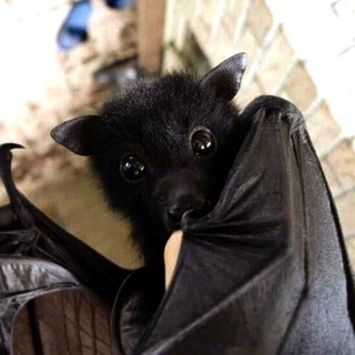 Telegram profile photo for TWIZF