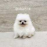Telegram profile photo for 小白街机-【网银转账】-p图软件