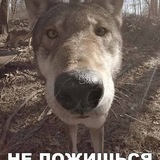 Telegram profile photo for Люблю