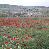 Telegram profile photo for کانال تمرخان (هوله علیا و اورازه)