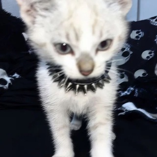 Telegram profile photo for Переходник