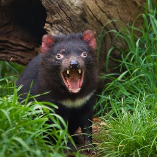 Telegram profile photo for вещички Белград