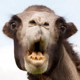 Telegram profile photo for НЕВЕРБЛЮД