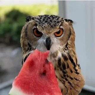 Telegram profile photo for ⋆ ˚。Ɯ𖦹тландский Ҁкотовод ⋆。°