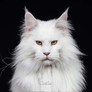 Telegram profile photo for Хвостики 🐈⬛️