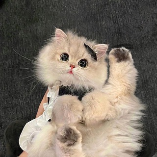 Telegram profile photo for Кто рассыпал крошки