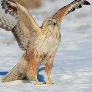 Telegram profile photo for صور طيور وحيوانات