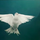 Telegram profile photo for FreiheitsBirdy🕊