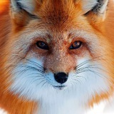 Telegram profile photo for Ли Си Цин