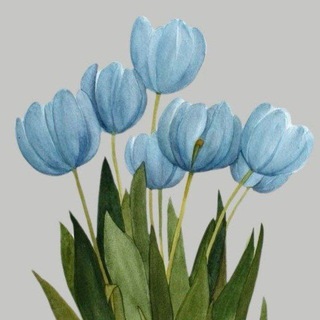 Telegram profile photo for توليب|Tulip💙