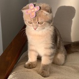 Telegram profile photo for SKITTTER