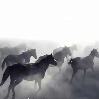 Telegram profile photo for 八马集团-24小时营业