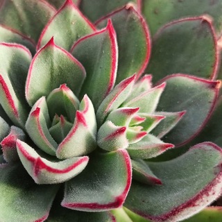 Telegram profile photo for Blooming garden