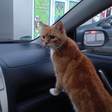 Telegram profile photo for Meow it