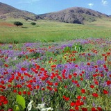 Telegram profile photo for کرمانج مقیم گیلان