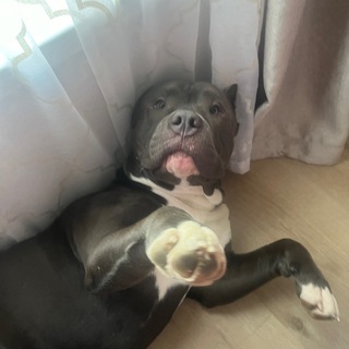 Telegram profile photo for shtrixshp feedback