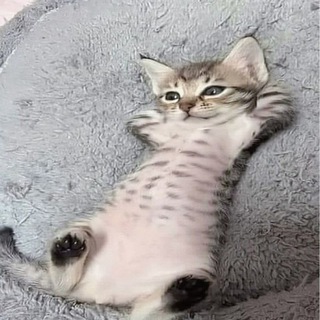 Telegram profile photo for отзывы TooFuflika (20+)