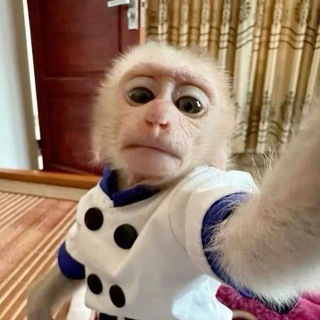 Telegram profile photo for ʜᴏᴜsᴇ ʙᴀᴋʟᴀᴢʜᴀɴ & sᴀᴅɪᴏ