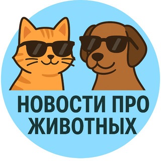 Telegram profile photo for Ничего себе 🐶🐈