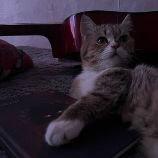 Telegram profile photo for Место Mitayichik'a