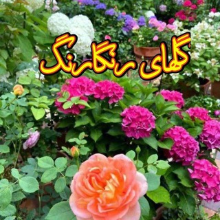 Telegram profile photo for گلهای رنگارنگ🪷🦋🪷