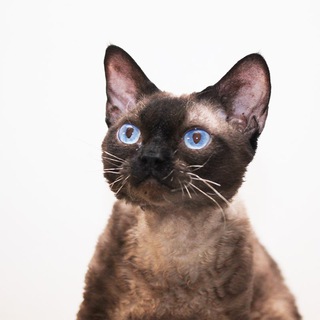 Telegram profile photo for Питомник Devon Rex Georgia / Девон Рекс Грузия