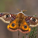 Telegram profile photo for Мечтаний страж