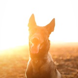 Telegram profile photo for Фотограф-анималист РНД