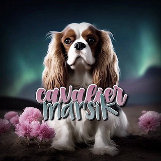 Telegram profile photo for Гламурный кавалер Марсик🩷