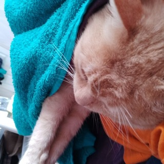 Telegram profile photo for shitttpost | Lieber allein, als missverstanden zu werden.