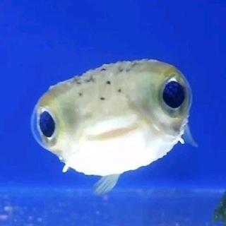 Telegram profile photo for fish confessions