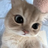 Telegram profile photo for miyaw