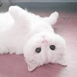 Telegram profile photo for ๐๐๐๐๐๐๐๐๐ ๐๐๐๐๐๐๐๐๐