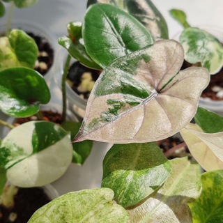 Telegram profile photo for Маркет зелёных 🌿💚