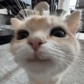 Telegram profile photo for Бред какой-то