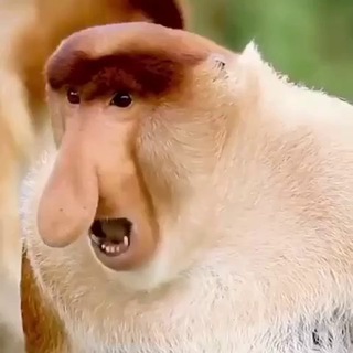 Telegram profile photo for animals