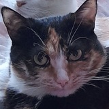 Telegram profile photo for Hiront_Standoff_2