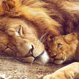 Telegram profile photo for Lions of Light