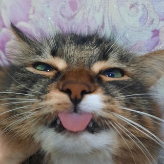 Telegram profile photo for Чарити, чо ты творишь