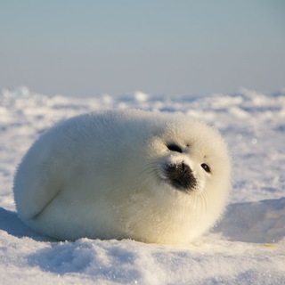 Telegram profile photo for Dawn (SealFNF)