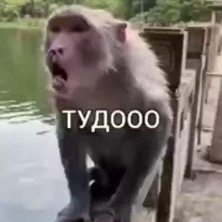 Telegram profile photo for Utanyl