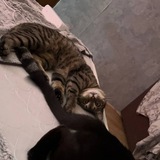Telegram profile photo for Что это(Это коть)