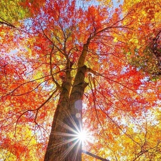 Telegram profile photo for Хайрли тонг -Куз! 🍁🍂
