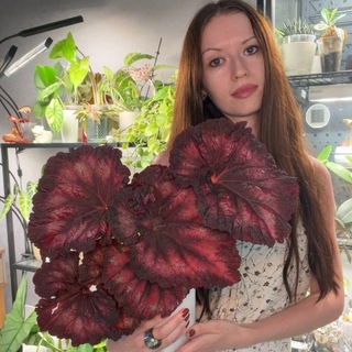 Telegram profile photo for Анютины растения