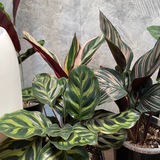 Telegram profile photo for Каталог растений rascvetai | and.plants