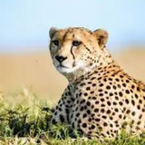 Telegram profile photo for Nature Geo Graphic