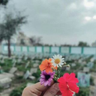 Telegram profile photo for وردة شهادهہْ٫🌺`