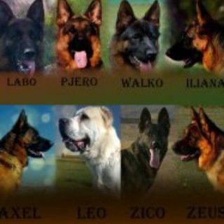Telegram profile photo for ARSAS KENNELS