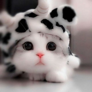 Telegram profile photo for 𝐊𝐞𝐝𝐢𝐜𝐢𝐤𝐥𝐞𝐫 𝐝𝐮̈𝐧𝐲𝐚𝐬ı🐈