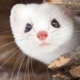 Telegram profile photo for Mink